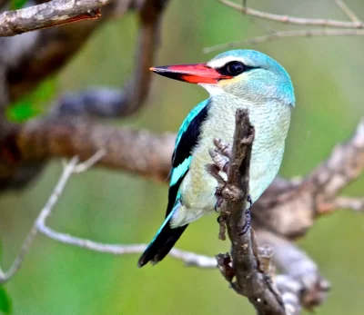 Safaris Durban-St Lucia Boat Safari