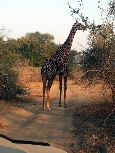 Safaris Durban-Hluhluwe Imfolozi Game Reserve Tour