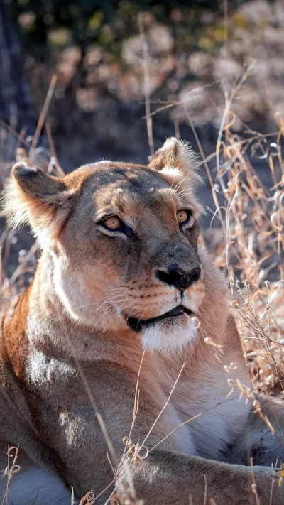 Safaris Durban-Hluhluwe Imfolozi Game Reserve Tour